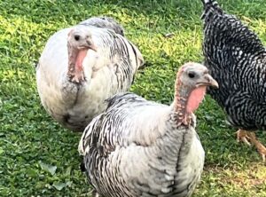 02b00ab2 bf92 425c 972b 47ea60f69845