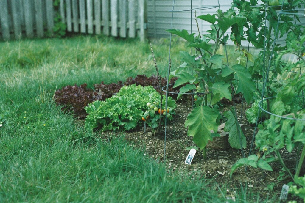 backyard garden