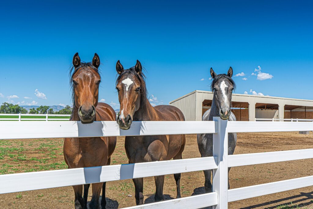 horse fence