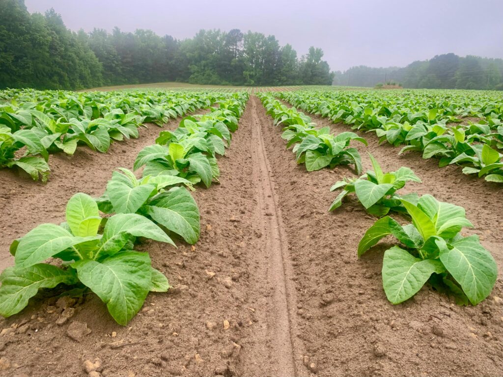 tobacco