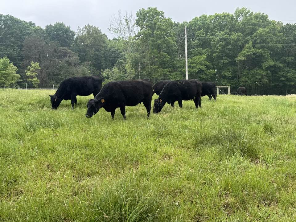 cows