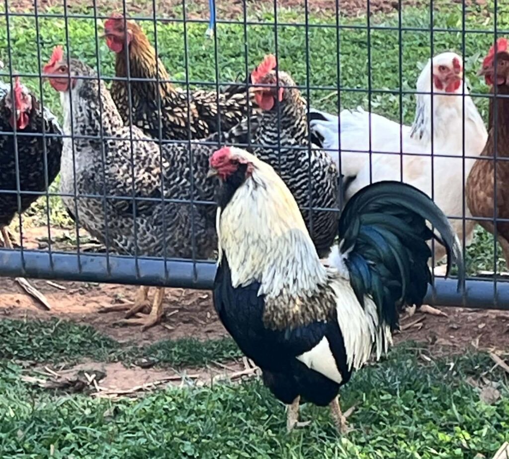 rooster2